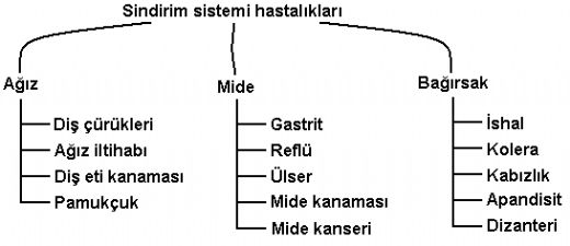 Sindirim Hastalklar