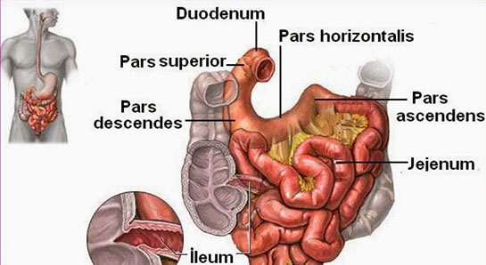 Kaln Barsak Hastalklar