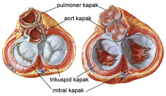 Kalp Kapak Hastalklar