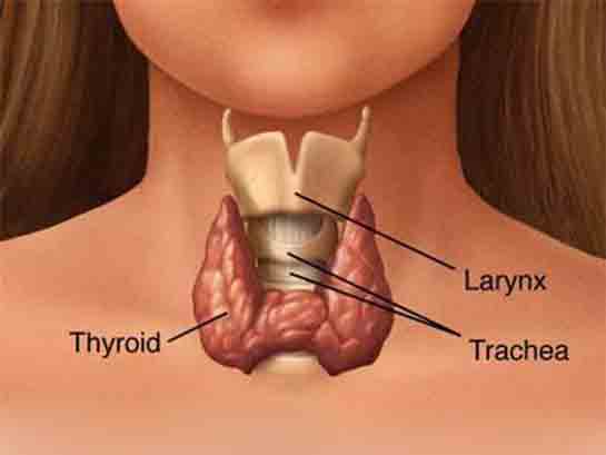Tiroid Bezi Hastalıkları